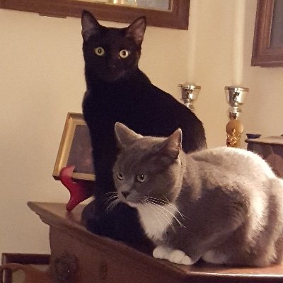 Profile Picture of SleepsWithCats (@bobmayfield1) on Twitter
