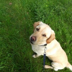 Profile Picture of Susanne Wickert (@susannewickert) on Pinterest