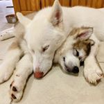 Profile Picture of Sasha & Bella Lambertson (@sashabellahawaii) on Instagram