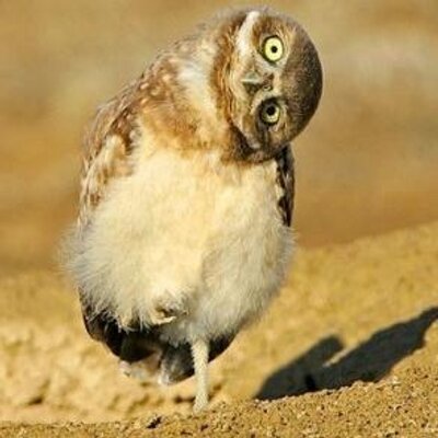 Profile Picture of Adam Bonk (@adam_bonk) on Twitter