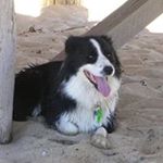 Profile Picture of Scott Savory (@savtrans) on Instagram