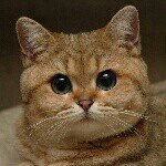 Profile Picture of Alex (@alex_muratov) on Instagram