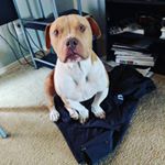 Profile Picture of Joseph Kroll (@krollseph) on Instagram