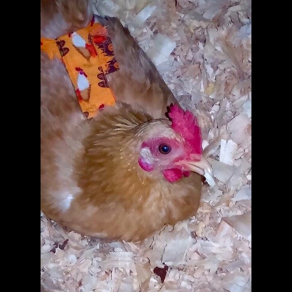 Profile Picture of Shawna Lund (@chickenlady76) on Poshmark