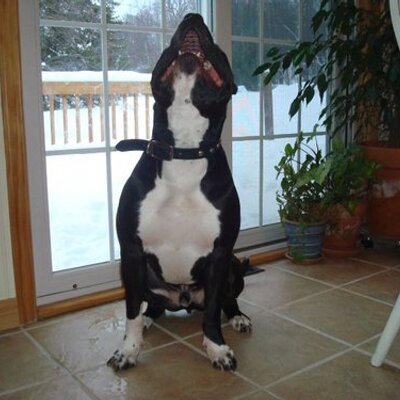 Profile Picture of Nebel Jeff (@TheRealNeebs) on Twitter