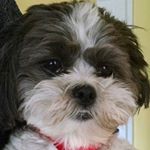 Profile Picture of Daniel Walsh (@daniel_j_w_) on Instagram