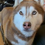 Celia Hoffman David Bowie - Instagram Profile Picture of Celia Hoffman David Bowie (@davidbowiehuskyboy) on Instagram