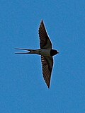 Profile Picture of The Morall Fabillis of Esope the Phrygianon Wikipedia