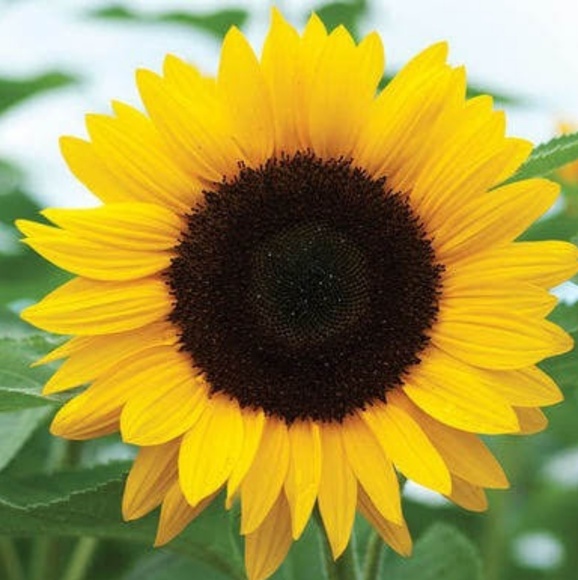 Profile Picture of Cecil Winters (@cecil1436) on Poshmark