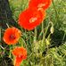 Profile Picture of Koos Beeuwkes (@koos.beeuwkes) on Facebook