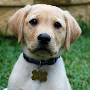 Profile Picture of Mackenzie Carroll (@mackenziecarroll2964) on Youtube