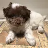 Profile Picture of Christopher (@christopher.iknow) on Tiktok