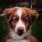 Profile Picture of Dog lives matter (@doktor_bradley) on Instagram