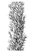 Profile Picture of Pappophorum bicoloron Wikipedia