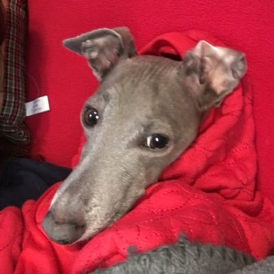 Profile Picture of Jessie Cagle (@jessie_cagle) on Twitter