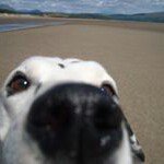 Profile Picture of Nigel Shepherd (@nigeldshepherd) on Instagram