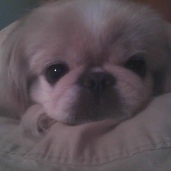 Profile Picture of Renae Faletto (@renaefaletto) on Poshmark