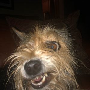 Profile Picture of Bob SPINELLI (@BobSPINELLI1) on Twitter