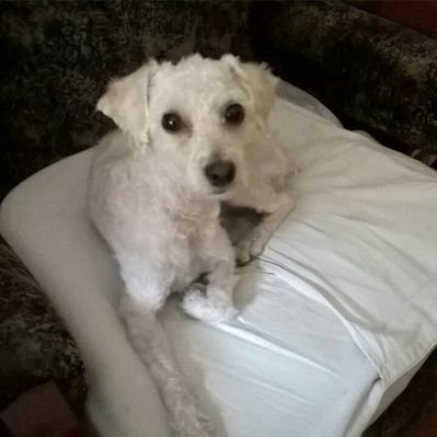Profile Picture of Juana Ojeda (@JuanaOj82860420) on Twitter