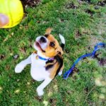 Profile Picture of Watson (@beagle.watchonchito.cm) on Instagram
