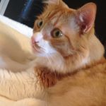 Profile Picture of Henry Mac N Cheese McClintock (@henry.diablo) on Instagram