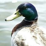 Profile Picture of david lassiter (@davidlasster) on Instagram