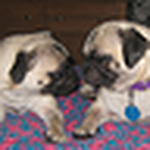 Profile Picture of Andre Brown (@freshdre) on Flickr