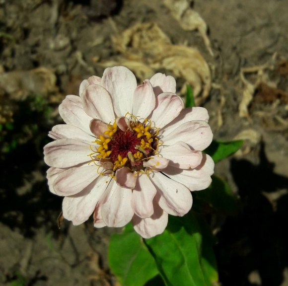 Profile Picture of Eileen Yu (@fabsteal) on Poshmark