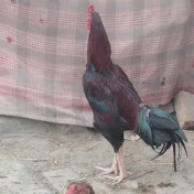 Profile Picture of Ikram Haq (@ikramhaq6118) on Youtube