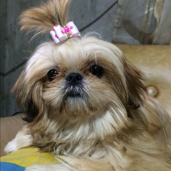 Profile Picture of Reizel Quintos (@jzhey) on Poshmark