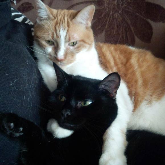 Profile Picture of Jenn Ballantyne (@sweet_angelous) on Poshmark