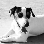 Profile Picture of Jack Russell Barquisimeto (@jackrussellbarquisimeto) on Instagram