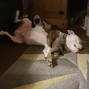 Profile Picture of Ian Sinclair (@IanSinc94764639) on Twitter