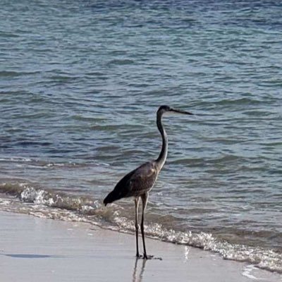 Joyce Marston - Twitter Profile Picture of Joyce Marston (@joycemarston8) on Twitter