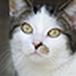 Profile Picture of Vincent Alblas (@vincent christiaan a.) on Flickr