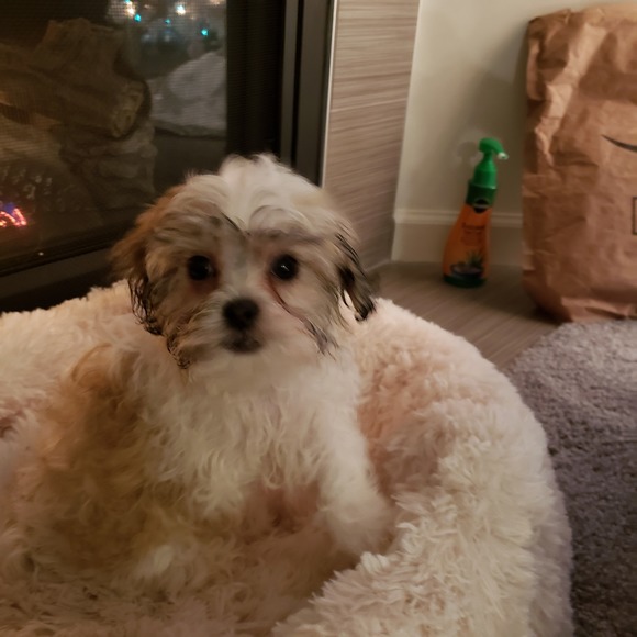 Profile Picture of Andrea Pollice (@dsnyrn) on Poshmark