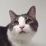 Profile Picture of Maxwell & Pepper (@maxwellandpepper) on Instagram