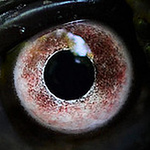 Profile Picture of Matthew Perez (@mperez171) on Flickr