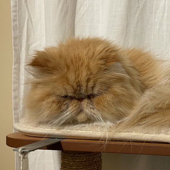 Profile Picture of Jin sun Chung (@minibuni) on Poshmark