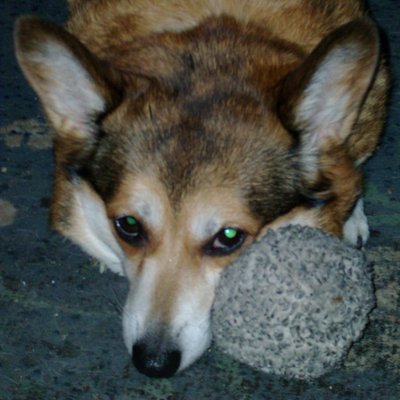 Profile Picture of Barry Tidd (@bear_tidd) on Twitter
