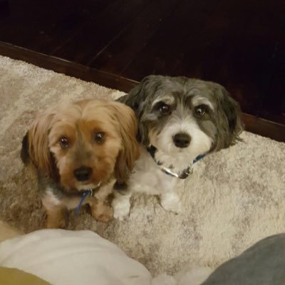 Profile Picture of Peter Rubino (@1paneraigb) on Twitter