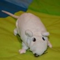 Profile Picture of Victor Yu (@victor-yu-19) on Quora