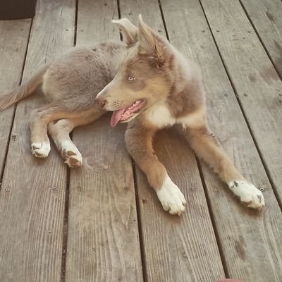 Profile Picture of Dan Holzhauer (@1danhrn) on Twitter