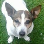 Profile Picture of Millie Gorman (@millie_the_jack_russell) on Instagram