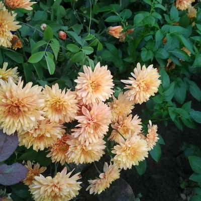 Profile Picture of Urvashi Upadhyay (@UrvashiUpadhya9) on Twitter