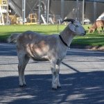 gary_the_goat_videos - Instagram Profile Picture of gary_the_goat_videos (@gary_the_goat_videos) on Instagram