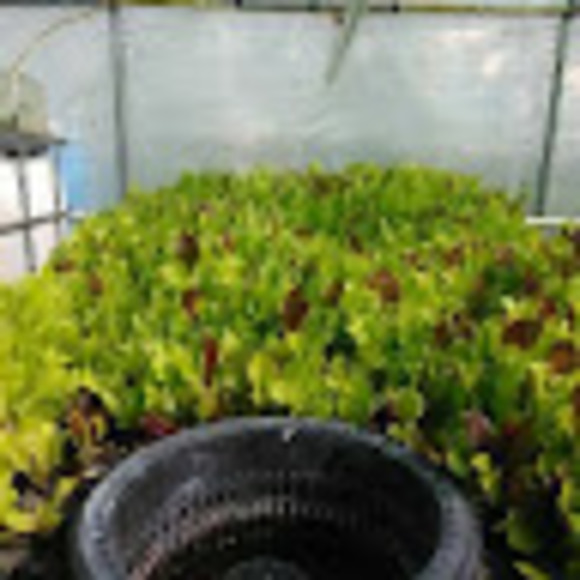 Profile Picture of Thomas Hopper (@happyhoper420) on Poshmark