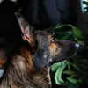 Profile Picture of ӄ9 ǟʍɮɛʀ (@amber_the_gsd) on Tiktok