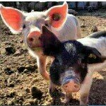 Profile Picture of jon Haynes (@king_piggy123) on Instagram