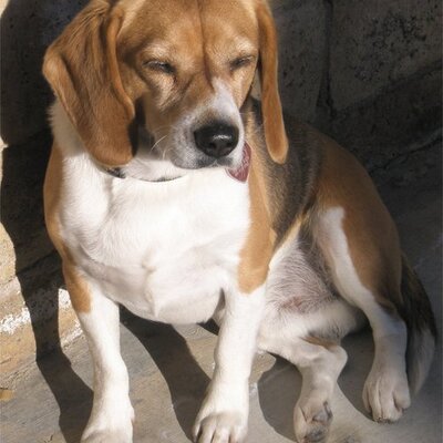 Profile Picture of Winston Kim (@winston_jetta) on Twitter